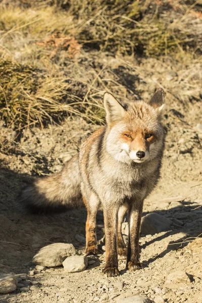 Zorro en la naturaleza — Foto de Stock