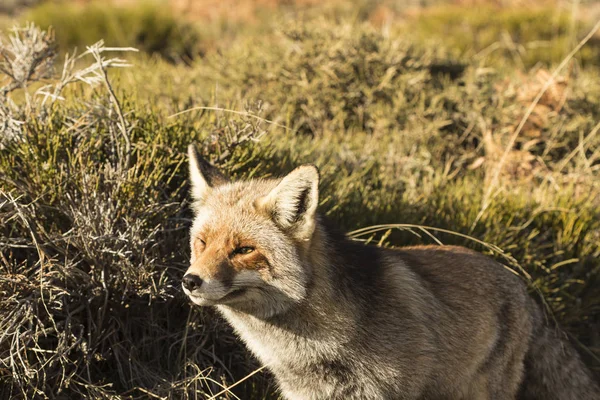 Zorro en la naturaleza — Foto de Stock