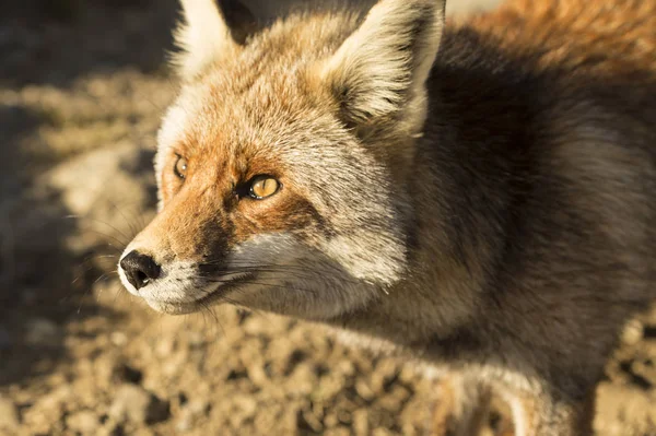 Volpe nella natura — Foto Stock