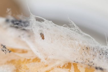 vahşi doğa üzerinde tek meyve sineği