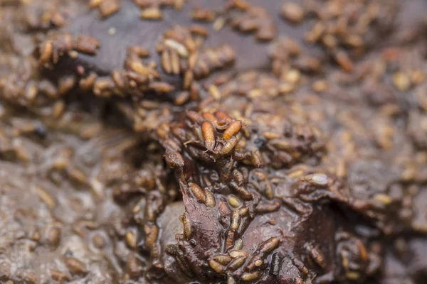 Casulo fruitfly na natureza selvagem — Fotografia de Stock