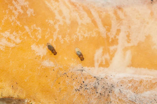 vahşi doğa üzerinde tek meyve sineği