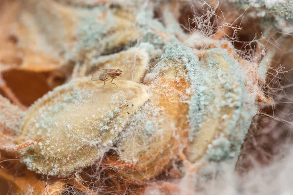 Einzelne Fruchtfliege in der wilden Natur — Stockfoto