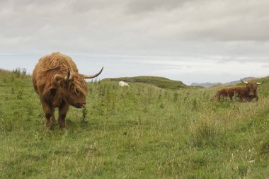 Yeşil çimen'İskoç inek