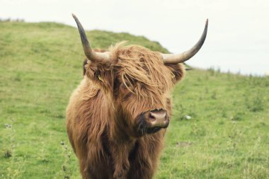Yeşil çimen'İskoç inek