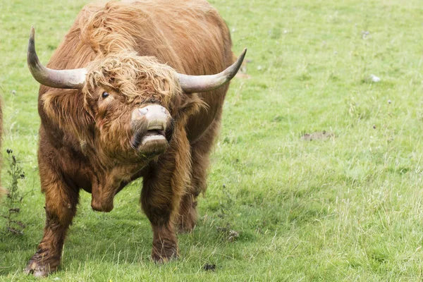 Vaca escocesa en hierba verde — Foto de Stock