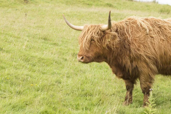 Yeşil çimen'İskoç inek
