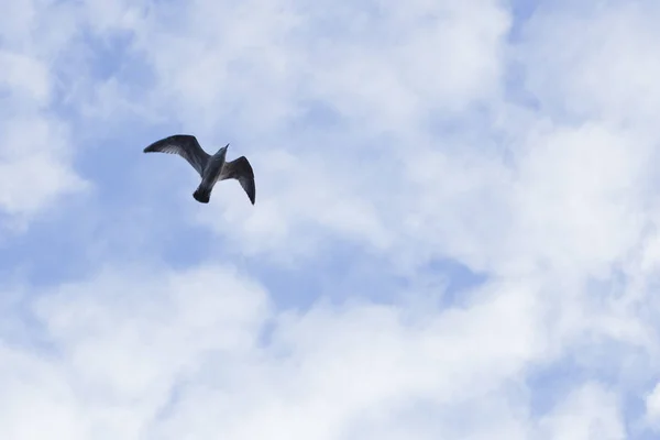 Måsen flyger i den blå himlen — Stockfoto