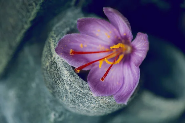 one saffron flower