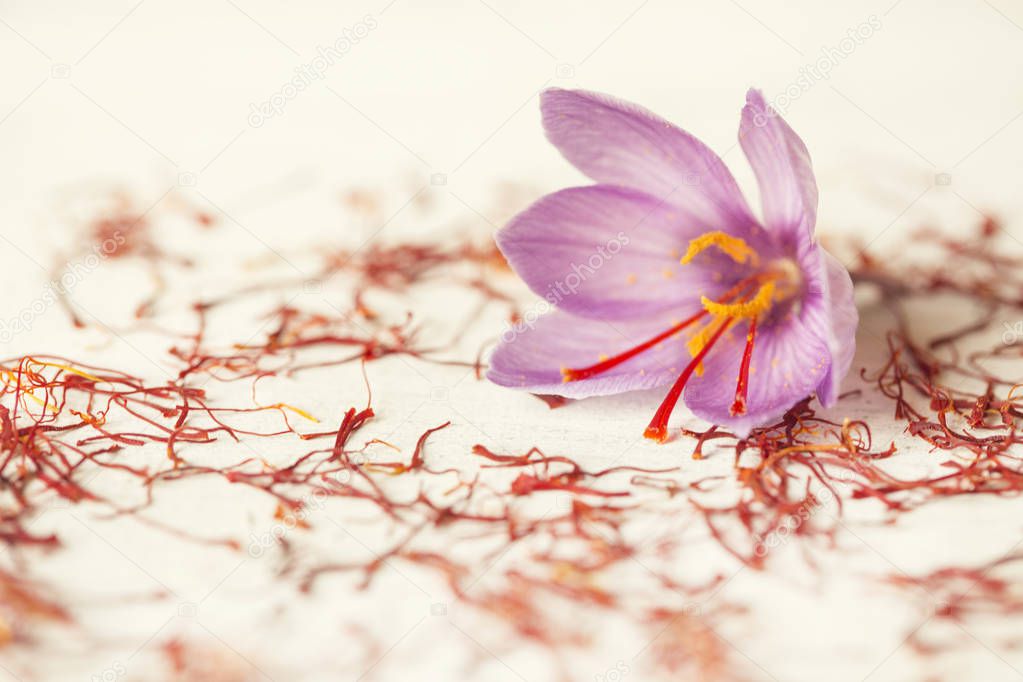 one saffron flower and a lot of drying saffron types