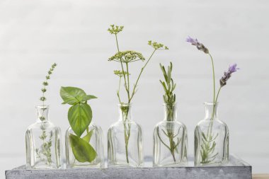 Lavanta çiçeği, kekik, biberiye, fesleğen, maydanoz çiçek bott