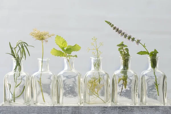 Mint flower, estragon, oregano, parsley flower and lemon balm in — Stock Photo, Image