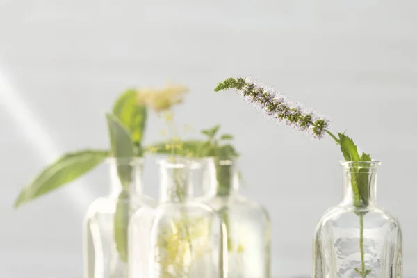 Mint bloem in fles — Stockfoto