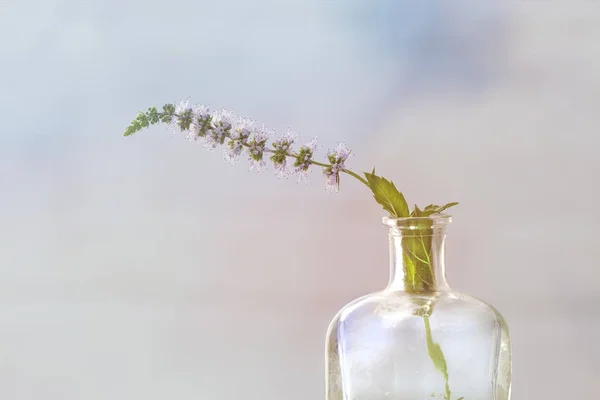 Mincovna květina v lahvi — Stock fotografie