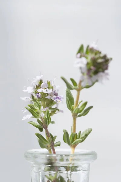 Flores de romero en una botella — Foto de Stock