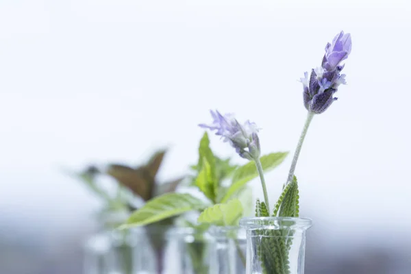 Lavendelblüte in der Flasche — Stockfoto