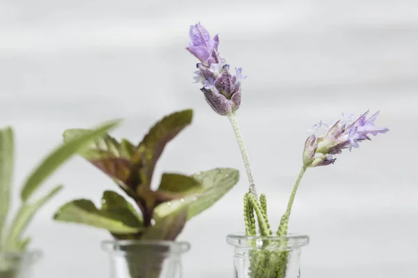 Lavendel und Minze — Stockfoto