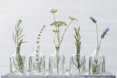 Lavanta çiçeği, kekik, biberiye, maydanoz çiçek andestragon beyaz duvar özünde petrol şişe içinde