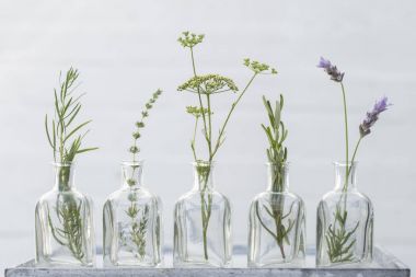 Lavanta çiçeği, kekik, biberiye, maydanoz çiçek ve roka