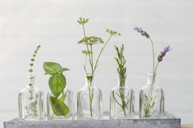 Lavanta çiçeği, kekik, biberiye, fesleğen, maydanoz çiçek bott