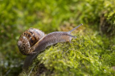 ilkbaharda taze moss üzerinde salyangoz