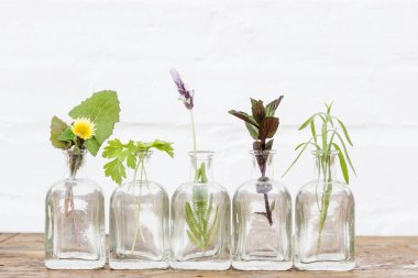 Şişe uçucu yağ otlar Eflatun çiçek, karahindiba, maydanoz, tarhun ve nane kurulum beyaz arka plan üzerinde