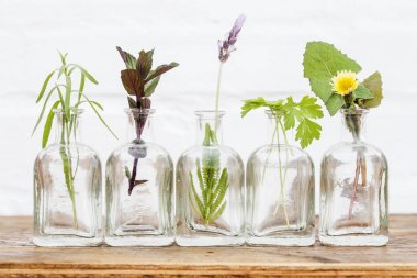 Şişe uçucu yağ otlar Eflatun çiçek, karahindiba, maydanoz, tarhun ve nane kurulum beyaz arka plan üzerinde