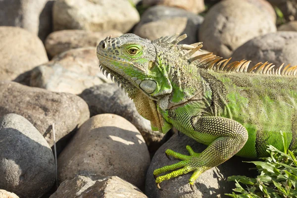 Fechar Foto Uma Iguana Verde Centro Americana — Fotografia de Stock