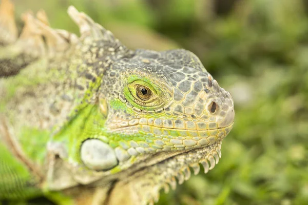 Fechar Foto Uma Iguana Verde Centro Americana — Fotografia de Stock