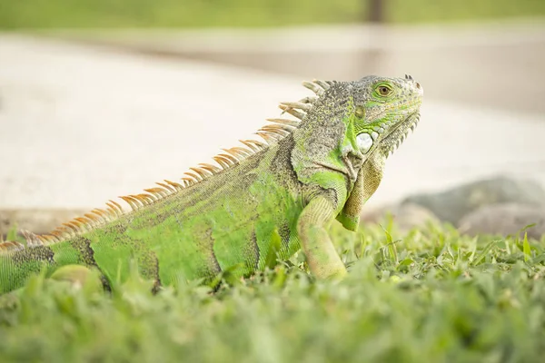 Fechar Foto Uma Iguana Verde Centro Americana — Fotografia de Stock