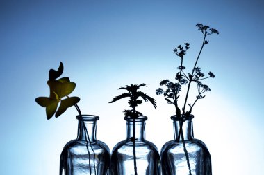 Üç şişe, yonca, ısırgan otu.