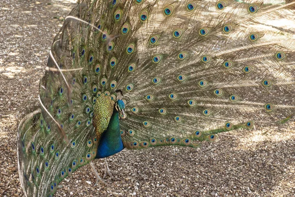 Peacock Male Nature — Stock Photo, Image