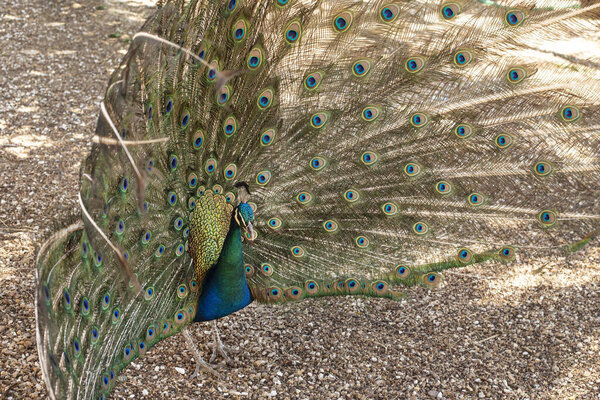 Peacock male  in the nature 