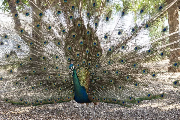 Pavão Macho Natureza — Fotografia de Stock