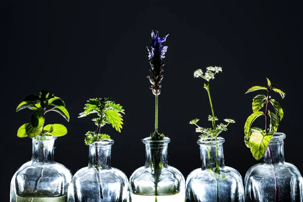 Pflanzen Flaschen Isolierten Schwarzen Hintergrund — Stockfoto