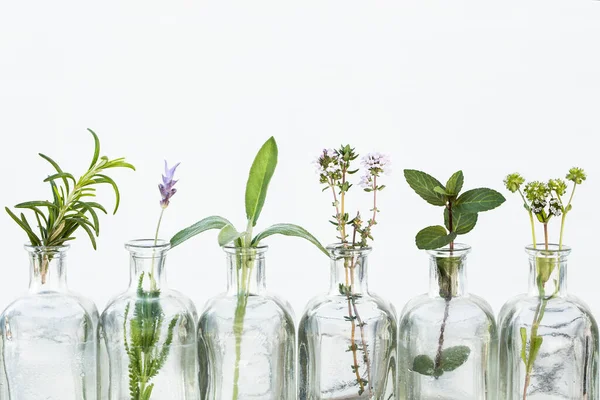 Garrafa Óleo Essencial Com Ervas Flor Lavanda Alecrim Flor Cânones Fotos De Bancos De Imagens