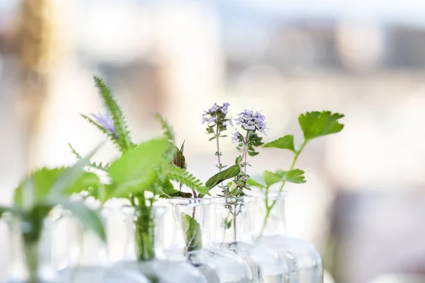 Flaschenkräuter Fokus Der Thymianpflanze — Stockfoto