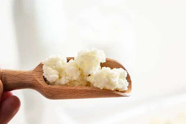 Kefir Körner Auf Einem Kochlöffel — Stockfoto