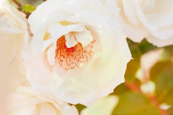白玫瑰花瓣的紧密花序 有选择的重点 摘要模糊的花朵背景 — 图库照片