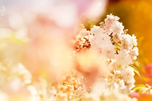 白いバラの花びらの終わり 選択的フォーカス 要旨ぼやけている花の背景 — ストック写真