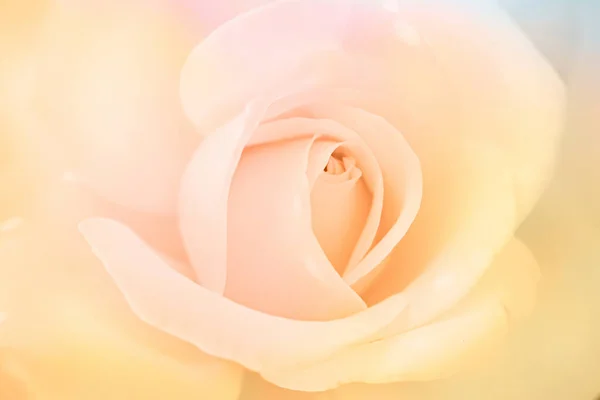 Primer Plano Pétalos Rosa Blanca Enfoque Selectivo Resumen Borroso Flores —  Fotos de Stock
