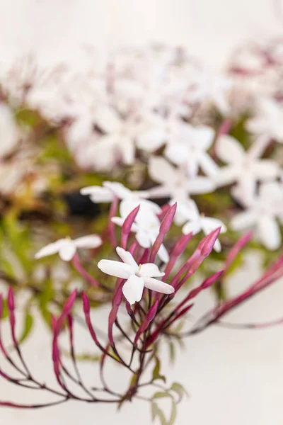 Docemente Perfumado Flores Brancas Jasmim Estrela — Fotografia de Stock