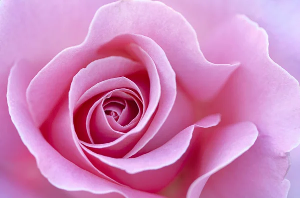 粉红玫瑰花瓣的密闭 有选择的重点 摘要模糊的花朵背景 — 图库照片