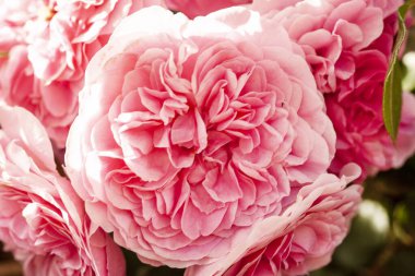  Pembe gül yaprakları. Seçici odaklanma. Bulanık Çiçeklerin Özeti