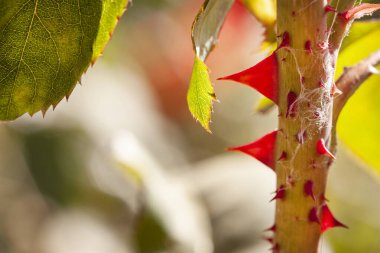 makro gül dikenleri ve yaprak yakın 