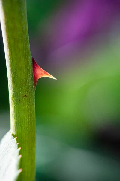 Macro Close Rose Thorns — Stock Photo, Image