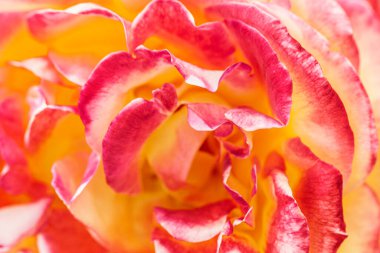 Pembe ve sarı gül yapraklarını kapatın. Seçici odaklanma. Bulanık Çiçekler soyut arkaplan