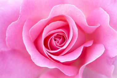 Pembe gül yapraklarını kapatın. Seçici odaklanma. Bulanık Çiçekler soyut arkaplan