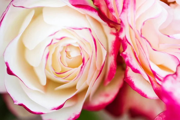 Närbild Rosa Och Vita Rosenblad Selektivt Fokus Abstrakt Suddig Blommor — Stockfoto