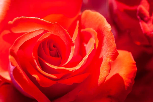 Primer Plano Pétalos Rosa Roja Enfoque Selectivo Resumen Borroso Flores —  Fotos de Stock